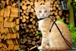 Eigenwijze katten, niet altijd even gewillig als model, des te meer een uitdaging!