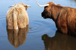 Foto's van dieren in de Noordhollandse duinen en omgeving