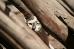 Een serie foto's over het leven in India. Katten in hun alledaagse doen zijn hier de metafoor het 'zijn' in armoede.
