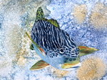 Zoutwatervissen