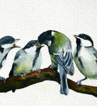 Vogels, kippen en pinguïns