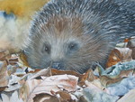 Dieren
