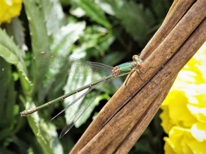 Foto Fauna