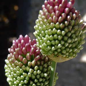 Foto Flora