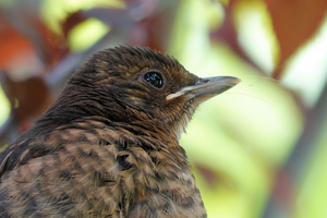 Diverse vogelsoorten van jong tot oud