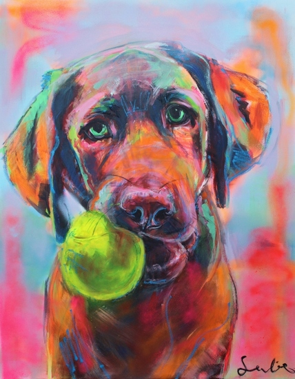 Labrador portret