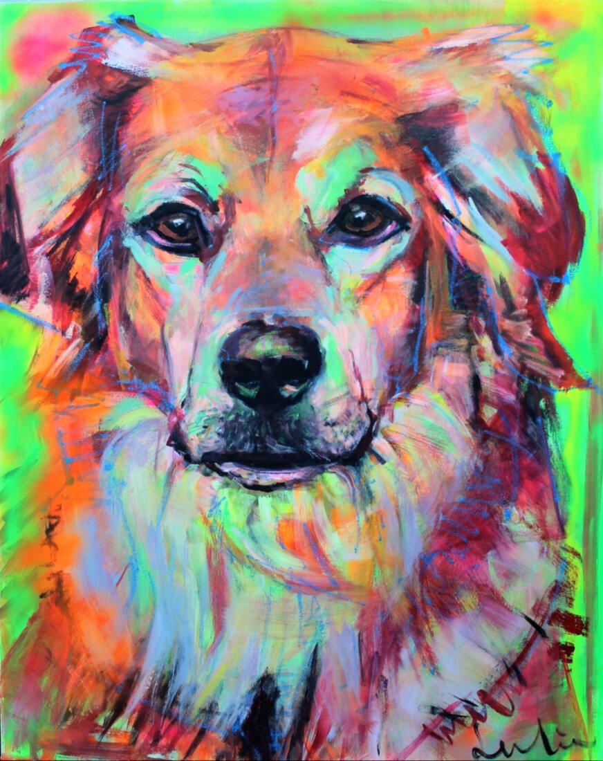 Bernersennenlabradormix portret