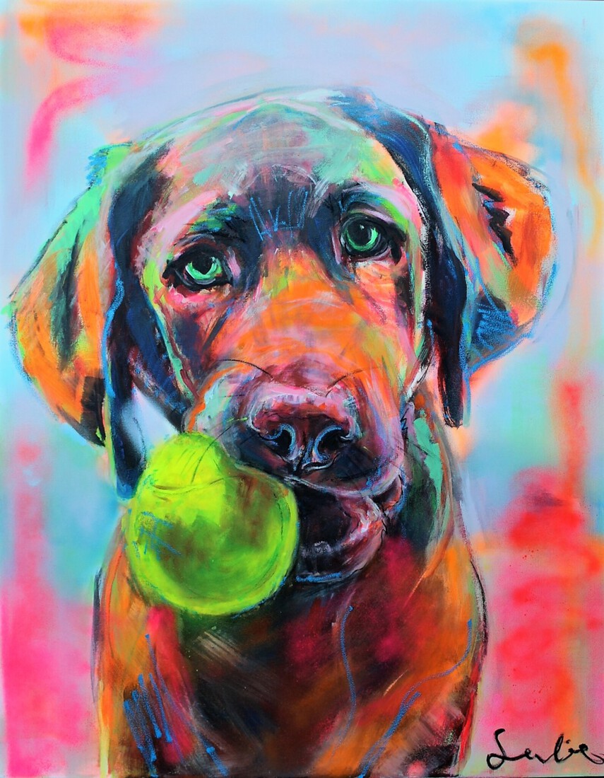 Labrador portret