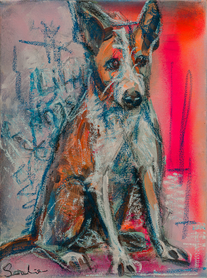 Hond Podengo Portugues