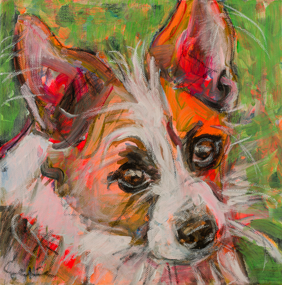 Hond Jackrussel x Chihuahua