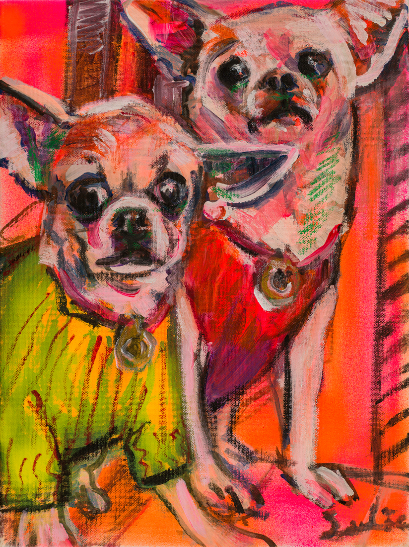 Hond Chihuahuas