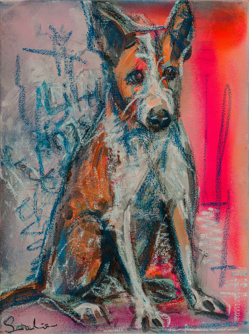 Hond Podengo Portugues
