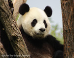 Zoogdieren