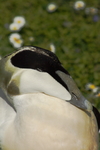 Vogels in en rond het water leven