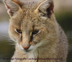 Dierentuinen en wild parken in Europa