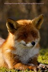 Dieren in Nederland foto,s genomen alleen in Nederland