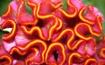Digitale fotografie van bloemen