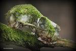 Natuur foto`s
