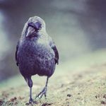 Vogels