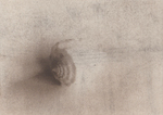 Een gumprint of gomdruk is een afdruk van een fotonegatief middels een procédé, uitgevonden of ontwikkeld in 1855 door Alphonse Louis Poitevin. Een tamelijk weerbarstige techniek.