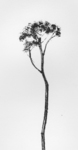 Onkruid uit de polder, gedroogd in mijn atelier.
Deze gedroogde plantjes gebruik ik voor een bepaalde etstechniek, de zogenaamde vernis mou. Dit is een vorm van diepdruk waarin het beeld wordt geëtst, nadat uit de (zachte) etsgrond delen zijn verwijderd die bleven kleven aan materiaal (in dit geval het gedroogde onkruid) dat met de etsgrond in aanraking is gebracht.