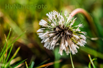 Macrofotografie is één van de makkelijkste manieren om aan je onderwerp te komen, maar één van de moeilijkst uit te voeren vormen van fotografie.