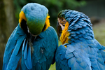 Flora en fauna is een vaste Nederlandse uitdrukking waarmee gedoeld wordt op alle planten en dieren die in een bepaalde streek of periode voorkomen. Flora duidt het plantenrijk aan; fauna het dierenrijk.