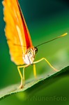 Macrofotografie is één van de makkelijkste manieren om aan je onderwerp te komen, maar één van de moeilijkst uit te voeren vormen van fotografie.