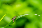 Macrofotografie is één van de makkelijkste manieren om aan je onderwerp te komen, maar één van de moeilijkst uit te voeren vormen van fotografie.