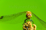 Macrofotografie is één van de makkelijkste manieren om aan je onderwerp te komen, maar één van de moeilijkst uit te voeren vormen van fotografie.