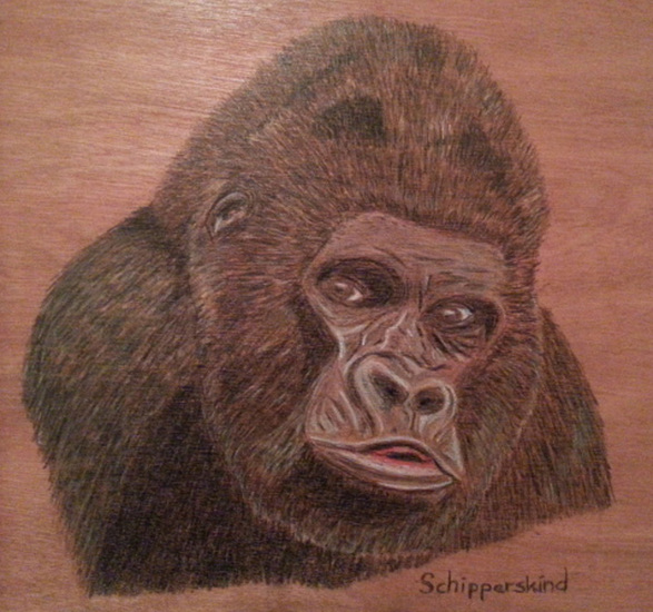 Gorilla