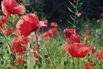 Bloemen, planten, bomen