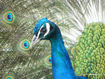 Dieren
