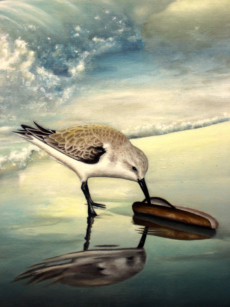 Drieteenstrandloper