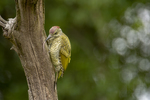 De groene specht (Picus viridis) is een vogel die tot de familie spechten (Picidae) behoort.