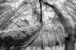 Bomen (zwart-wit)