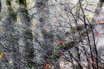 Art natuur februari 2015