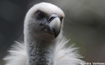 Dierentuin Artis te Amsterdam