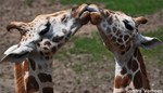 Dierenpark Emmen 2012