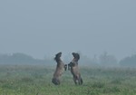 Oostvaardersplassen