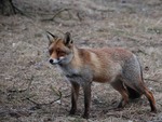 Amsterdamse Waterleidingduinen