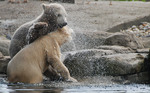 Blijdorp 24 april 2015