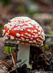 Diverse paddenstoelen op diverse locaties in Nederland