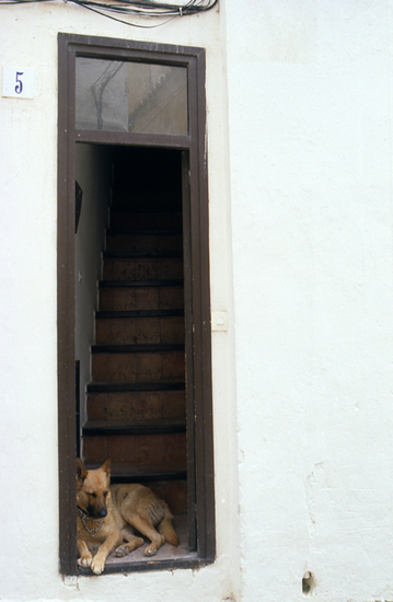 Hond in Portugal