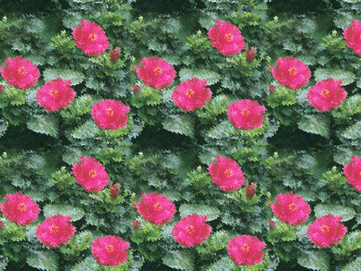B-OO-NR.510 (30X40 CM)