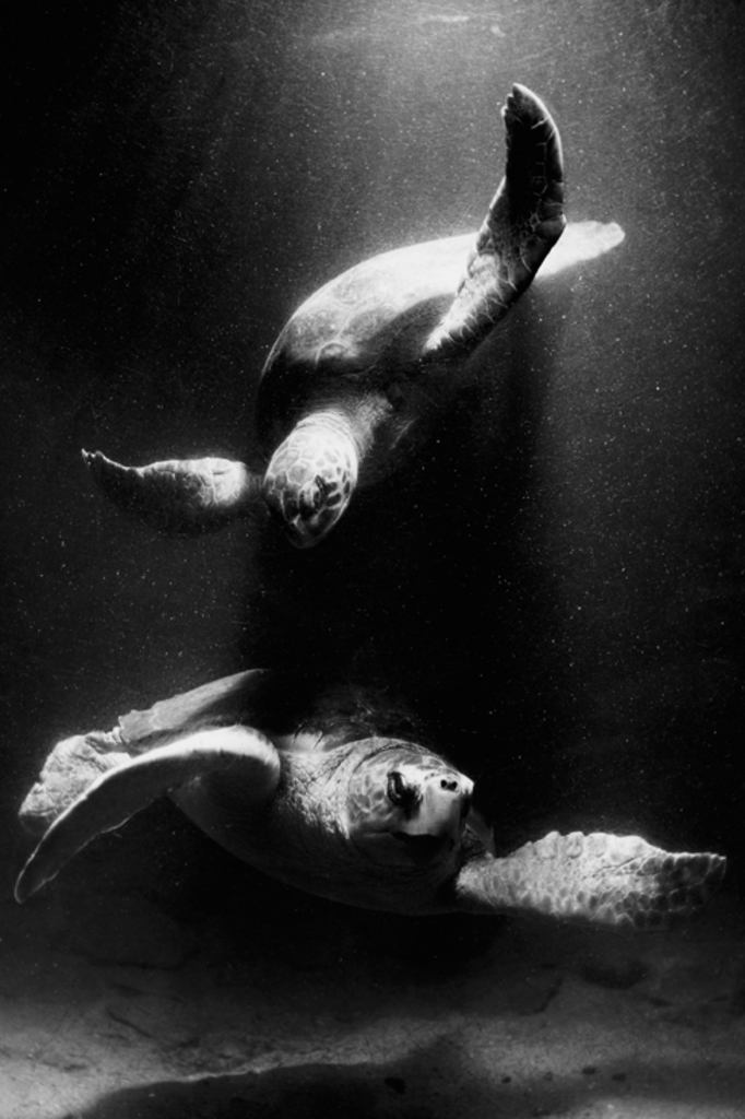 2 Soepschildpadden
