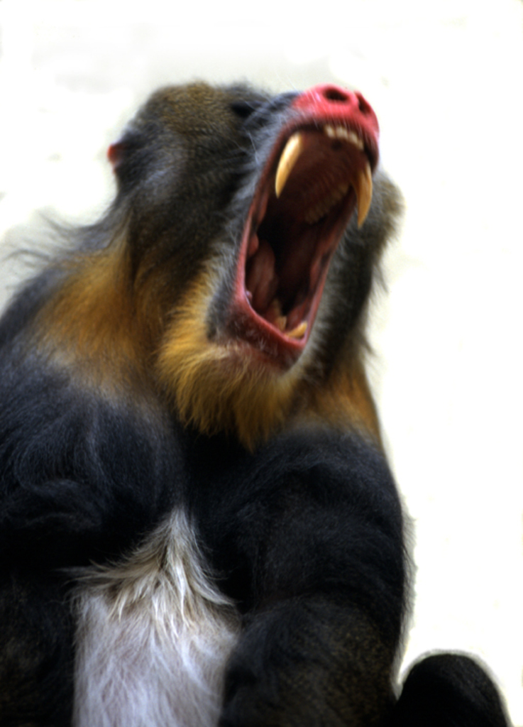 Mandril