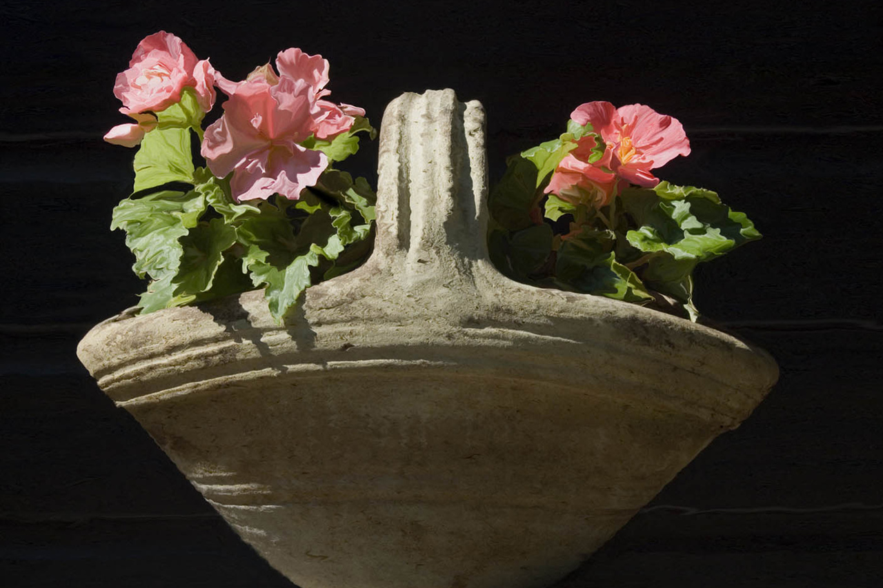Begonia's