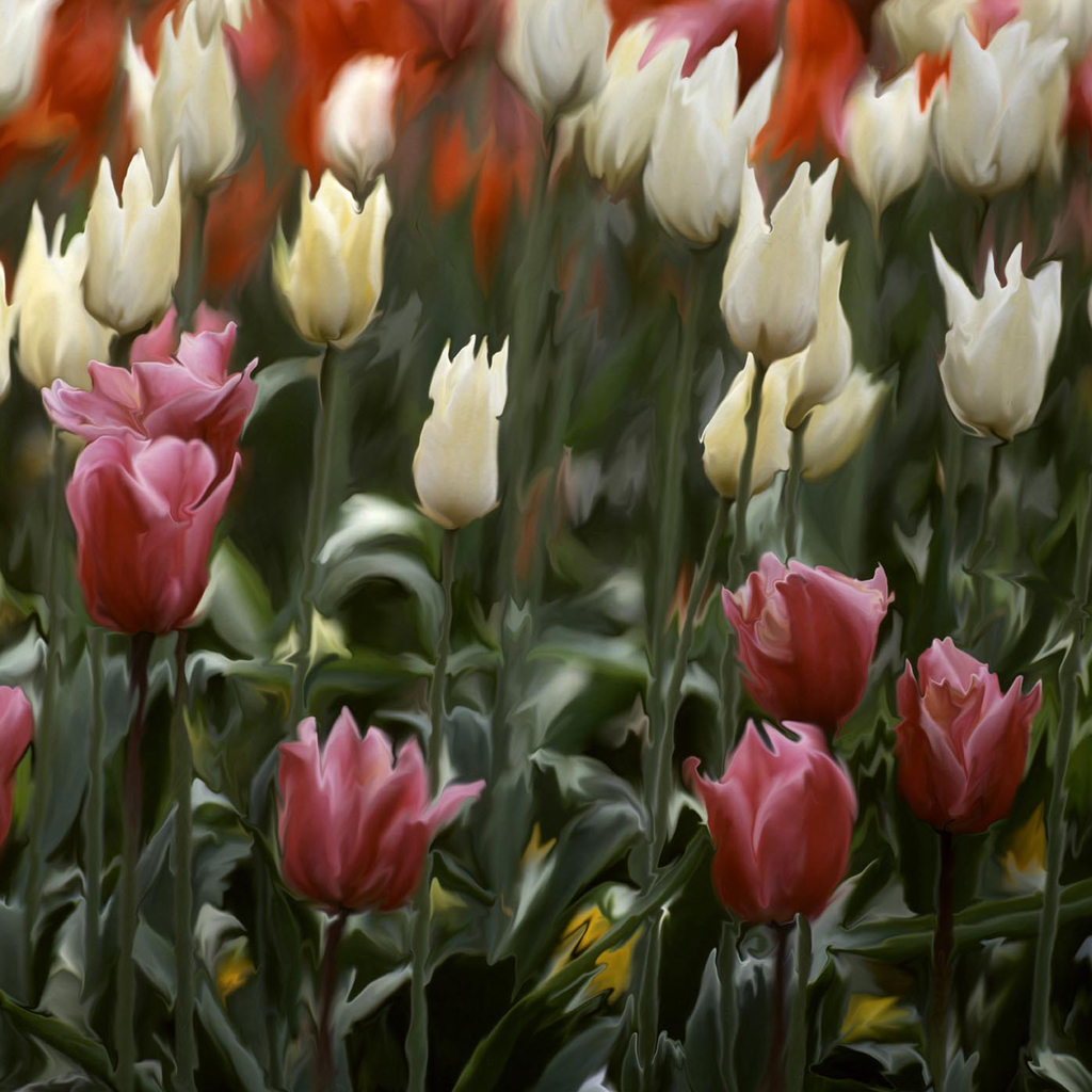 Tulpen