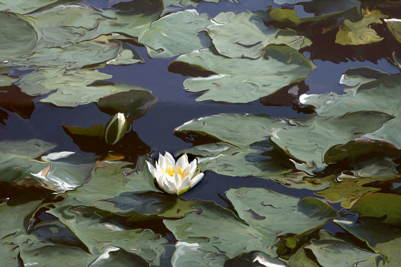 Waterlelie in tuin Giverny